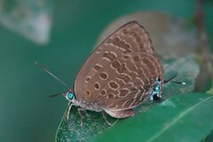 Arhopala athada
