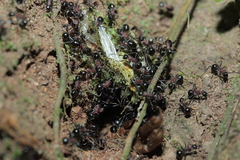Polyrhachis lamellidens
