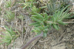 Crassothonna cacalioides