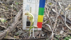 Pterostylis erythroconcha