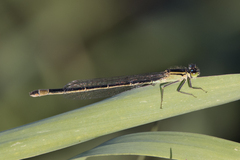 Ischnura elegans