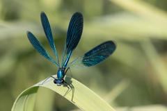 Calopteryx splendens