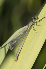 Ischnura elegans