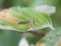 Neomochtherus schineri