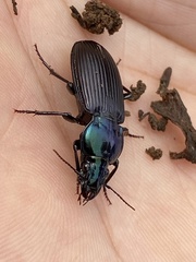 Trigonotoma