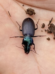 Trigonotoma