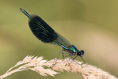 Calopteryx splendens
