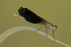 Calopteryx splendens