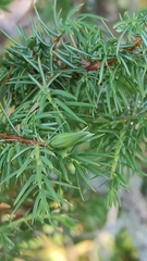 Oligotrophus juniperinus