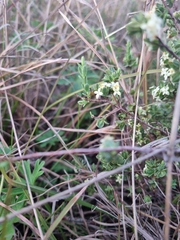 Pimelea spinescens spinescens