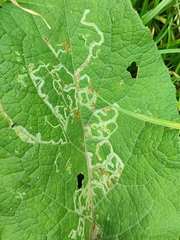 Phytomyza lappae