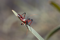 Poecilosphodrus gratiosus