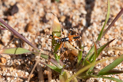 Poecilosphodrus gratiosus