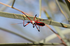Poecilosphodrus gratiosus