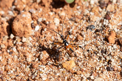 Poecilosphodrus gratiosus