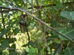 Micrathena gracilis