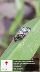 Elasmoscelis perforata