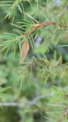 Oligotrophus panteli