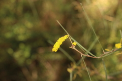 Acacia caroleae