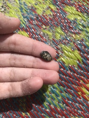 Littorinimorpha