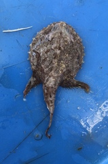 Halieutichthys aculeatus