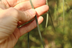 Acacia caroleae