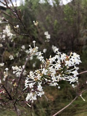 Struthiola myrsinites
