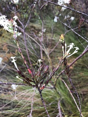 Struthiola myrsinites