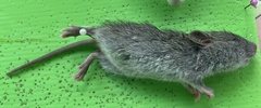 Bandicota
