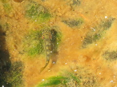 Salmo trutta fario