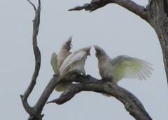 Cacatua pastinator pastinator