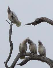Cacatua pastinator pastinator