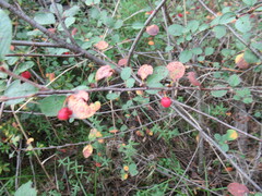 Cotoneaster uniflorus