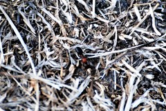 Formica obscuripes