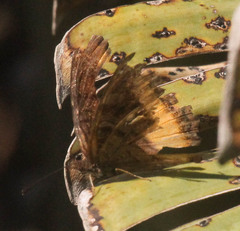 Eurytela dryope