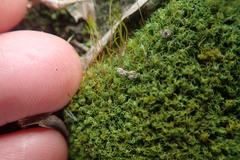 Tortella xanthocarpa