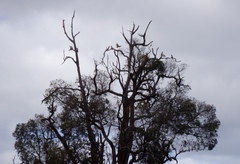 Cacatua pastinator pastinator
