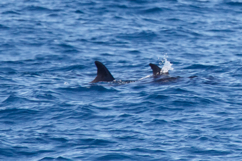 Pygmy Killer Whale