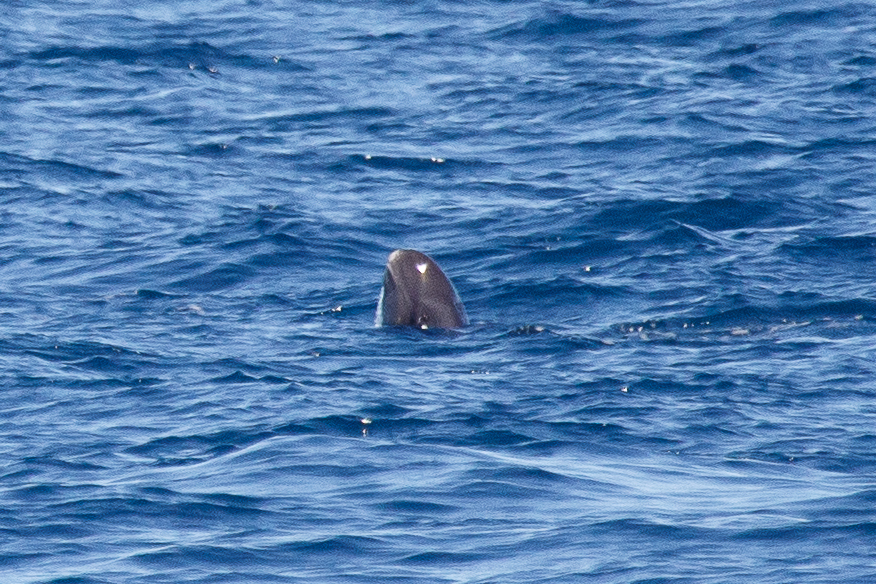 Pygmy killer whale lifting its rounded head above water