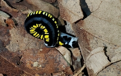 Cyclidia substigmaria