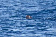 Feresa attenuata