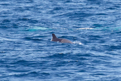 Feresa attenuata