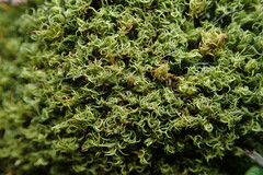 Tortella xanthocarpa