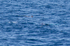 Feresa attenuata