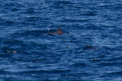 Feresa attenuata