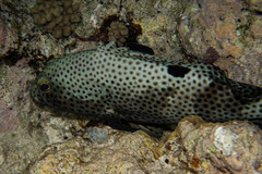Blacksaddle Grouper photo 4