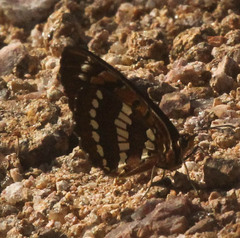 Byblia anvatara