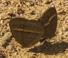 Brakefieldia perspicua