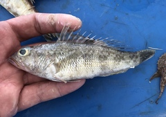 Rock Sea Bass photo 4