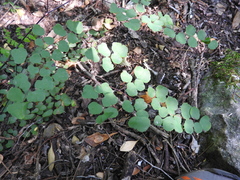 Adiantum tricholepis
